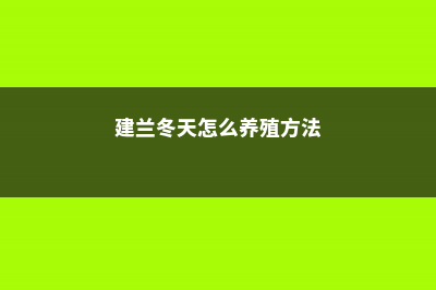 建兰冬天怎么养 (建兰冬天怎么养殖方法)