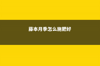 藤本月季怎么施肥 (藤本月季怎么施肥好)