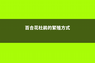 百合花杜鹃的繁殖方式 (百合花杜鹃的繁殖方式)