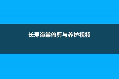 长寿海棠的扦插种植 (长寿海棠修剪与养护视频)