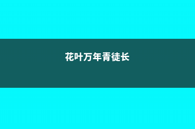 花叶万年青长得慢怎么办 (花叶万年青徒长)