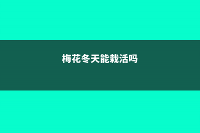 梅花的冬天养殖禁忌 (梅花冬天能栽活吗)