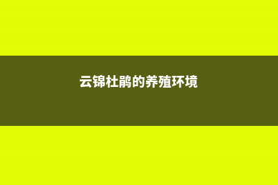 云锦杜鹃的养殖方法及注意事项 (云锦杜鹃的养殖环境)