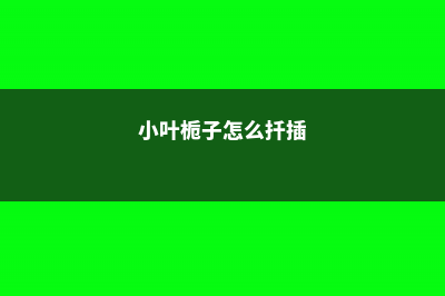 小叶栀子的繁殖方法 (小叶栀子怎么扦插)