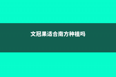 文冠果冬天养殖的禁忌 (文冠果适合南方种植吗)