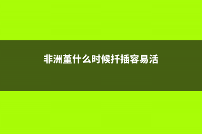 非洲堇怎么过冬 (非洲堇什么时候扦插容易活)