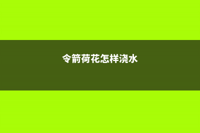 令箭荷花怎么施肥 (令箭荷花怎样浇水)