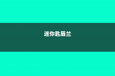 匙唇兰怎么施肥 (迷你匙唇兰)