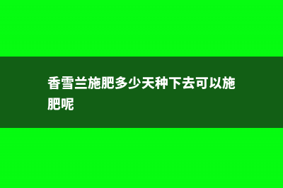 香雪兰怎么施肥 (香雪兰施肥多少天种下去可以施肥呢)