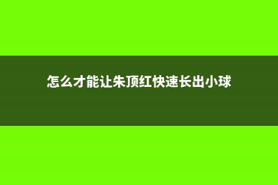 如何使朱顶红在圣诞开花 (怎么才能让朱顶红快速长出小球)