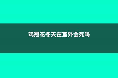 鸡冠花冬天能开吗？ (鸡冠花冬天在室外会死吗)