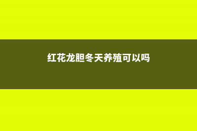 红花龙胆冬天养殖的禁忌 (红花龙胆冬天养殖可以吗)