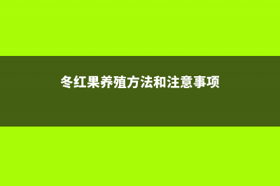 冬红冬天养殖的禁忌 (冬红果养殖方法和注意事项)