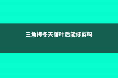 三角梅冬天落叶吗 (三角梅冬天落叶后能修剪吗)