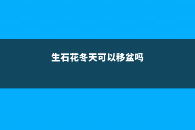 生石花冬天可以播种吗 (生石花冬天可以移盆吗)