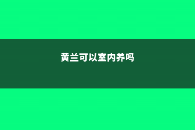 黄兰冬天养殖的禁忌 (黄兰可以室内养吗)