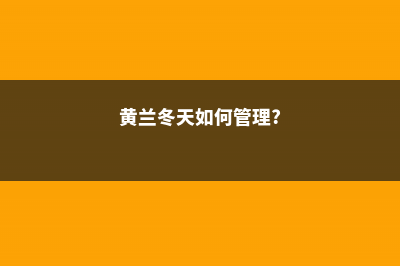 如何使黄兰在元旦开花 (黄兰冬天如何管理?)