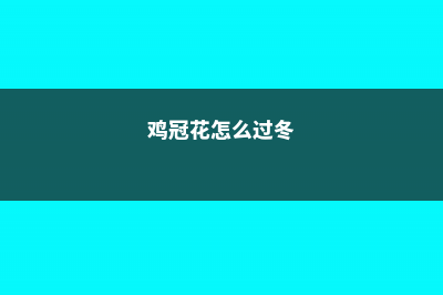 鸡冠花冬天养殖的禁忌 (鸡冠花怎么过冬)