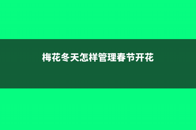 梅花入冬前该如何养护 (梅花冬天怎样管理春节开花)