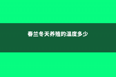 春兰冬天养殖的禁忌 (春兰冬天养殖的温度多少)