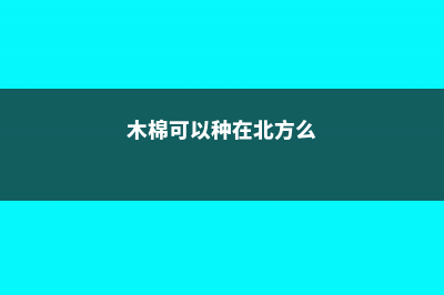 冬天养殖木棉的禁忌 (木棉可以种在北方么)