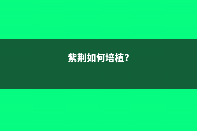 如何使紫荆在圣诞开花 (紫荆如何培植?)