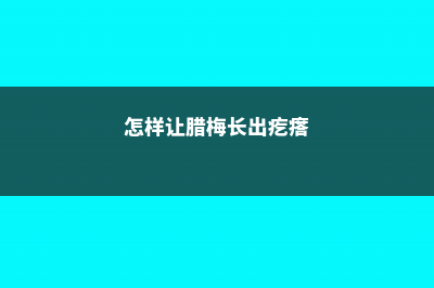 如何使腊梅在圣诞开花 (怎样让腊梅长出疙瘩)