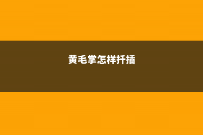 黄毛掌怎么繁殖 (黄毛掌怎样扦插)