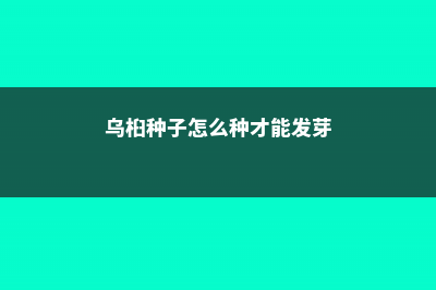 乌桕种子怎么种 (乌桕种子怎么种才能发芽)