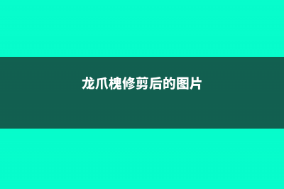 龙爪槐怎么修剪 (龙爪槐修剪后的图片)