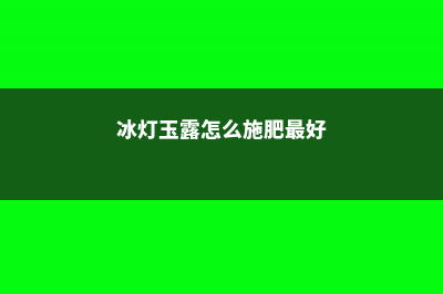 冰灯玉露怎么施肥 (冰灯玉露怎么施肥最好)