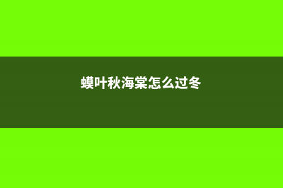 蟆叶秋海棠怎么繁殖 (蟆叶秋海棠怎么过冬)