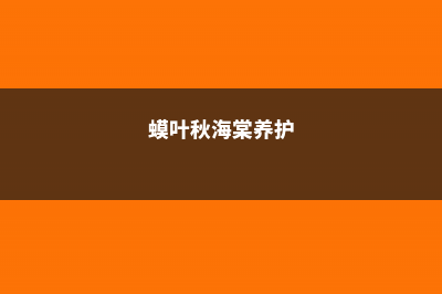 蟆叶秋海棠的养殖方法及注意事项 (蟆叶秋海棠养护)