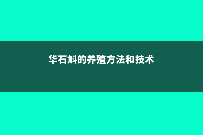 华石斛的养殖方法及注意事项 (华石斛的养殖方法和技术)