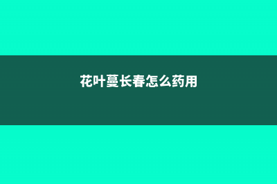 花叶蔓长春怎么繁殖 (花叶蔓长春怎么药用)