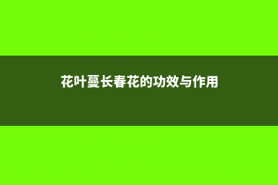 花叶蔓长春的养殖方法及注意事项 (花叶蔓长春花的功效与作用)