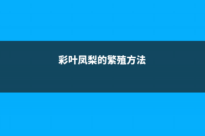 彩叶凤梨的繁殖方法 (彩叶凤梨的繁殖方法)