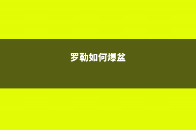 罗勒怎么施肥 (罗勒如何爆盆)