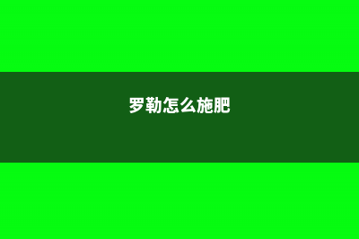 罗勒怎么浇水 (罗勒怎么施肥)