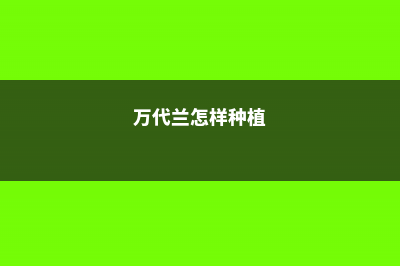 万代兰怎么种植 (万代兰怎样种植)