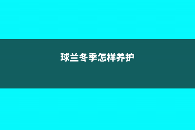 球兰冬季怎么养 (球兰冬季怎样养护)