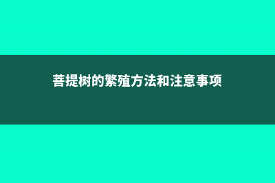 菩提树的繁殖方法 (菩提树的繁殖方法和注意事项)