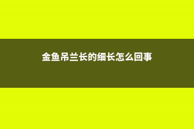 金鱼吊兰怎么长得快 (金鱼吊兰长的细长怎么回事)