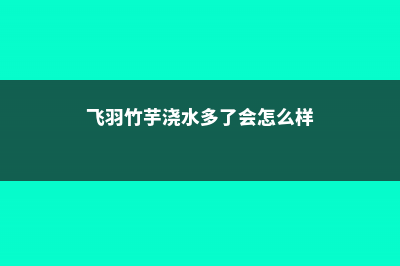 飞羽竹芋怎么浇水 (飞羽竹芋浇水多了会怎么样)