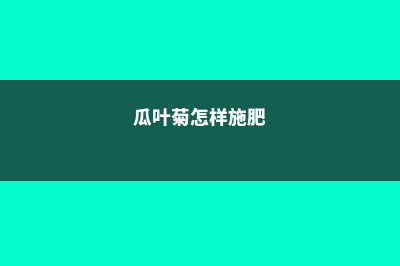 瓜叶菊怎么施肥 (瓜叶菊怎样施肥)