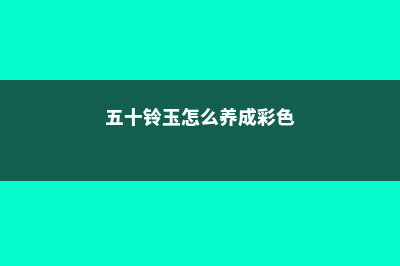 五十铃玉怎么养爆盆 (五十铃玉怎么养成彩色)