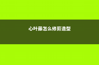 心叶藤怎么施肥 (心叶藤怎么修剪造型)