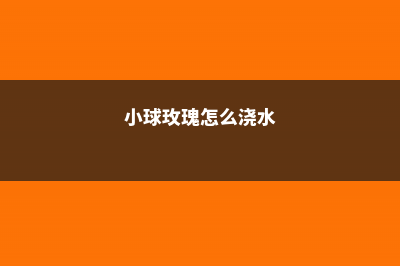 小球玫瑰怎么施肥  (小球玫瑰怎么浇水)