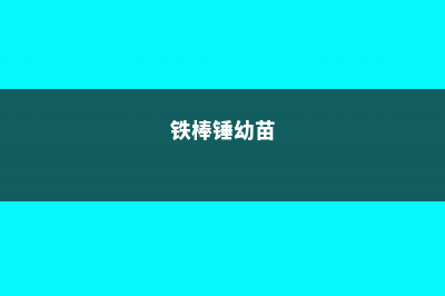 铁锤兰的繁殖方式 (铁棒锤幼苗)