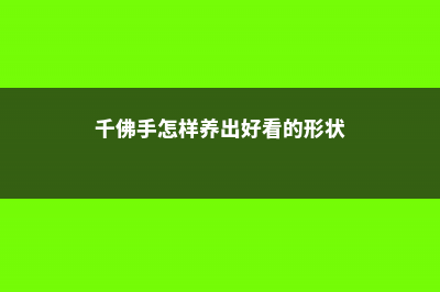 千佛手怎么爆盆 (千佛手怎样养出好看的形状)